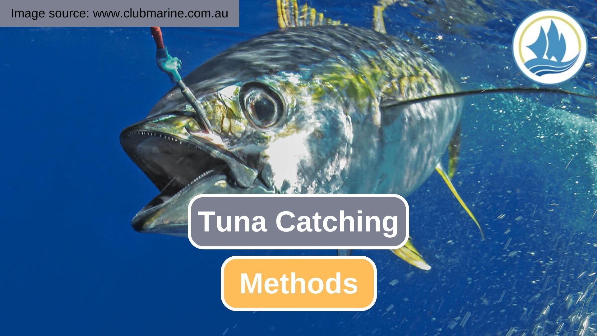 Exploring Sustainable Tuna Catching Methods